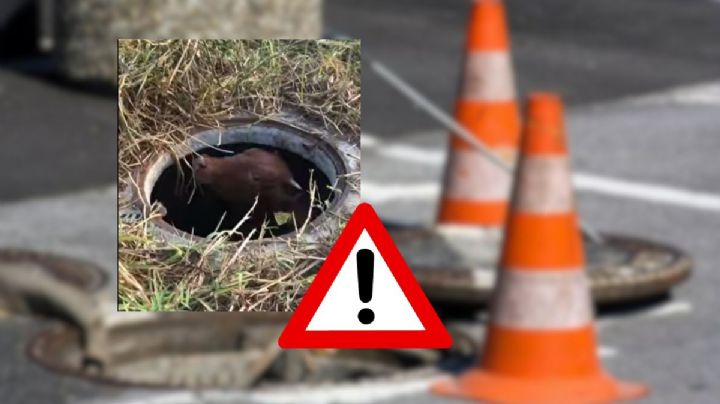 Rescatan a vaca que cayó en registro de CFE en Veracruz