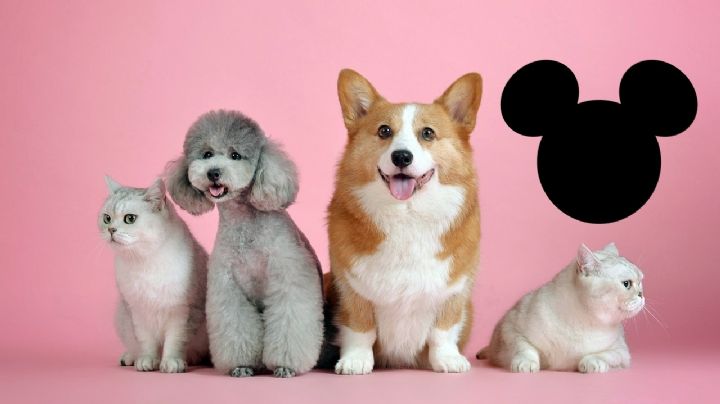 Orejas de Michey Mouse, la polémica moda de mascotas en China