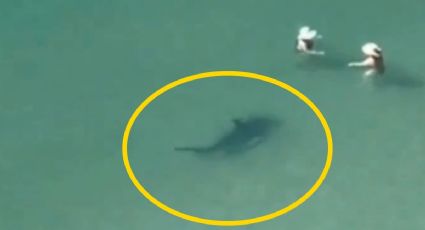 VIDEO | ¿Por qué atacan tiburones a turistas en las playas?