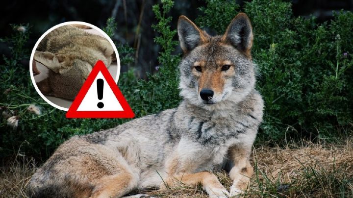 Conductor atropella y mata a coyote en la Riviera Veracruzana