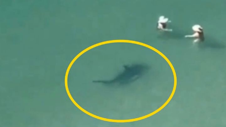 VIDEO | ¿Por qué atacan tiburones a turistas en las playas?