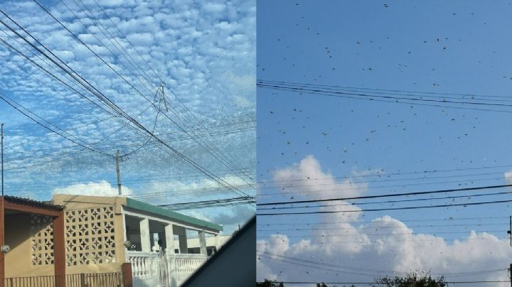 VIDEO| ¿Viene el apocalipsis? Captan miles langostas en cielo de Mérida