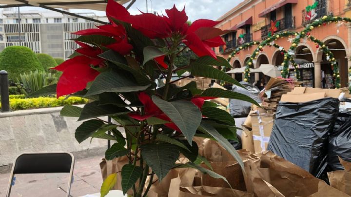 Intercambian flores de nochebuena por residuos aprovechables