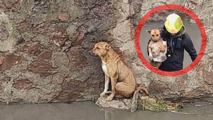 Empapado y triste: Rescatan a perrito atrapado en el Arroyo de las Liebres