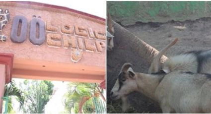 En este zoológico sacrificaron y cocinaron cabras para la cena de Navidad