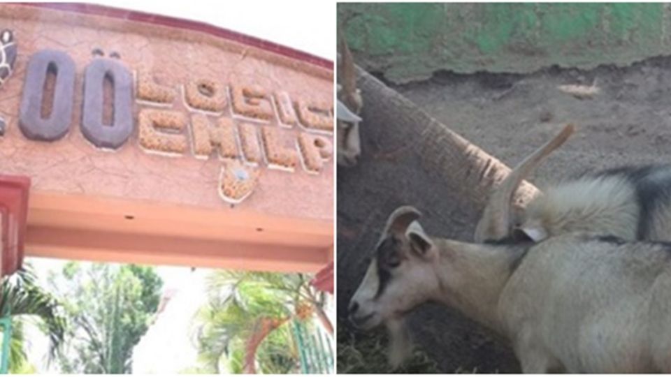 El exdirector del zoológico fue cesado el pasado 12 de enero tras las muerte de un venado