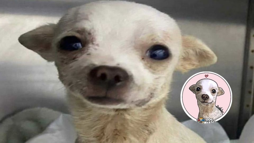 “Pinky” demostró ser todo un héroe y un chihuahua muy valiente, pues a pesar de su tamaño, no se dejó intimidar por el ladrón, aunque este lo haya lastimado