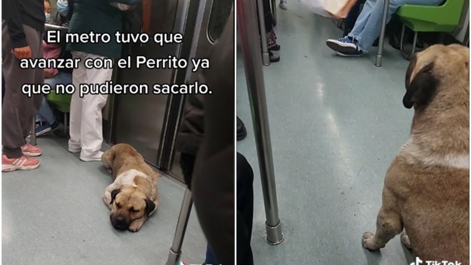 Perrito se sube al Metro y se rehusa a bajar