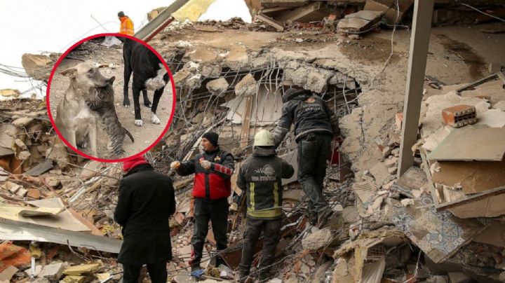 La conmovedora foto de gato abrazando a perro al ser rescatados en Siria da la vuelta al mundo