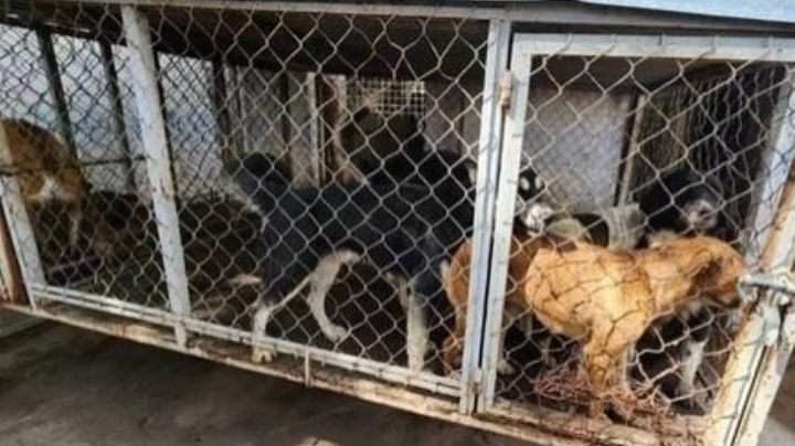 Perros rescatados de Zumpango, recuperados y listos para tener un nuevo hogar