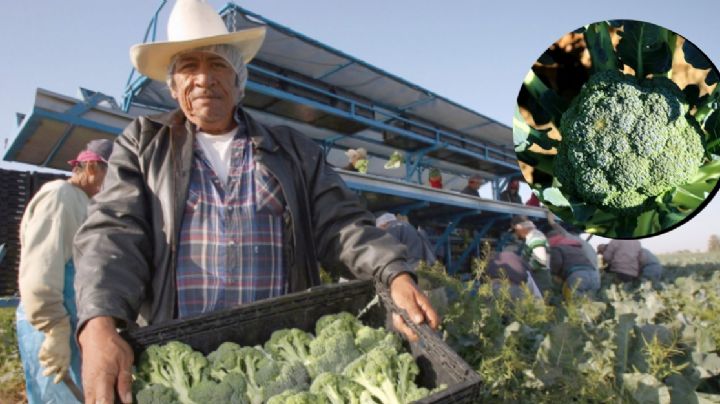 Guanajuato se mantiene como el “Rey del brócoli” en México