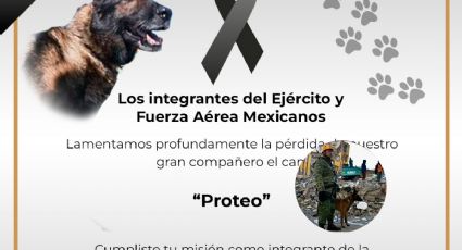 Muere perro rescatista del Ejército mexicano en Turquía, se llamaba Proteo