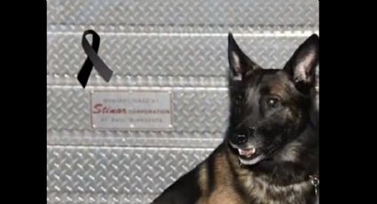 VIDEO: Despiden a Proteo, perrito rescatista con emotivo homenaje en Turquía