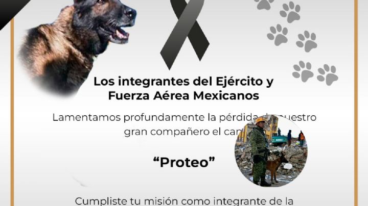 Muere perro rescatista del Ejército mexicano en Turquía, se llamaba Proteo