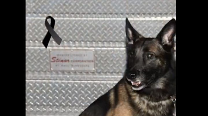 VIDEO: Despiden a Proteo, perrito rescatista con emotivo homenaje en Turquía