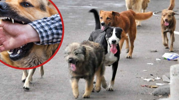 Crecen los ataques de perros en Hidalgo; estas son las estadísticas