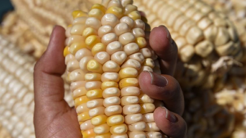 Minsa rechaza tener influencia en el precio del maíz