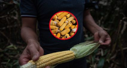Disputa por maíz transgénico: EU escala conflicto con México