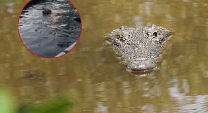 Cocodrilo se traga a "lomito" que deambulaba por laguna de Tampico