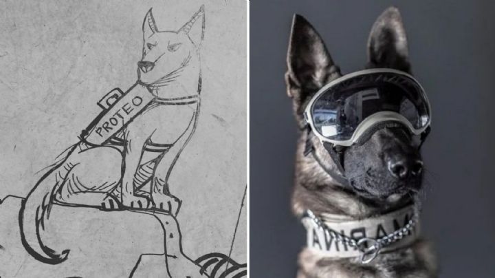 Esta fue la verdadera causa de muerte de Proteo, perro rescatista en Turquía