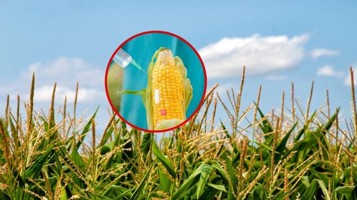 Claves para entender el caso del maíz transgénico en México