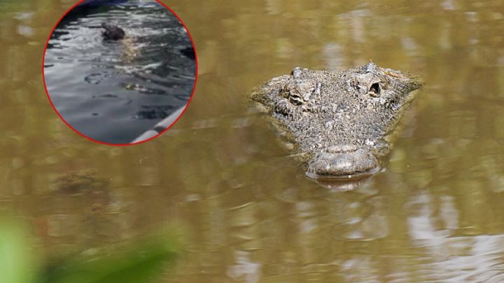 Cocodrilo se traga a "lomito" que deambulaba por laguna de Tampico