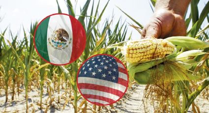 La 4T advierte a EU defensa por maíz transgénico con 3 argumentos