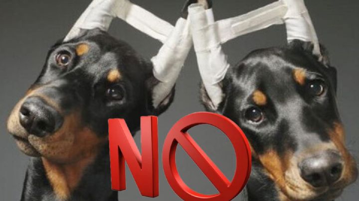 Diputados buscan prohibir venta de animales mutilados en Hidalgo