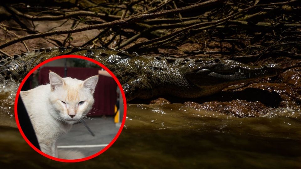 Ayer, un minero fue atacado y devorado por un saurio que se acercó a la laguna, cerca de la calle Azteca.