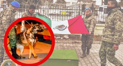 Proteo, el perrito rescatista mexicano que murió en Turquía, regresa a México