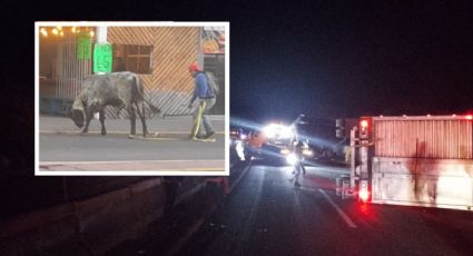 Rapiñan y aliñan ganado tras volcadura en carretera Orizaba-Puebla