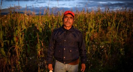 Sin maíz transgénicos, necesario impulsar el campo mexicano: investigador de Chapingo