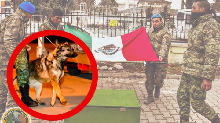 Proteo, el perrito rescatista mexicano que murió en Turquía, regresa a México