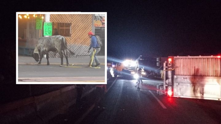 Rapiñan y aliñan ganado tras volcadura en carretera Orizaba-Puebla