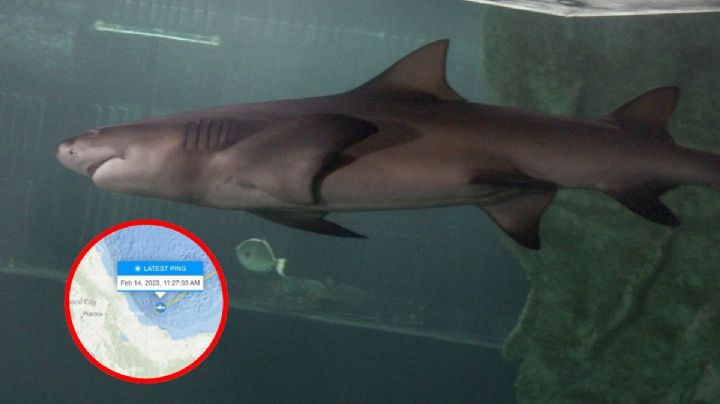 Caroline: enorme tiburón que está muy cerca de playas de Veracruz