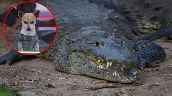 Amarran “lomitos” a orilla de la laguna; quieren que sean devorados por cocodrilos