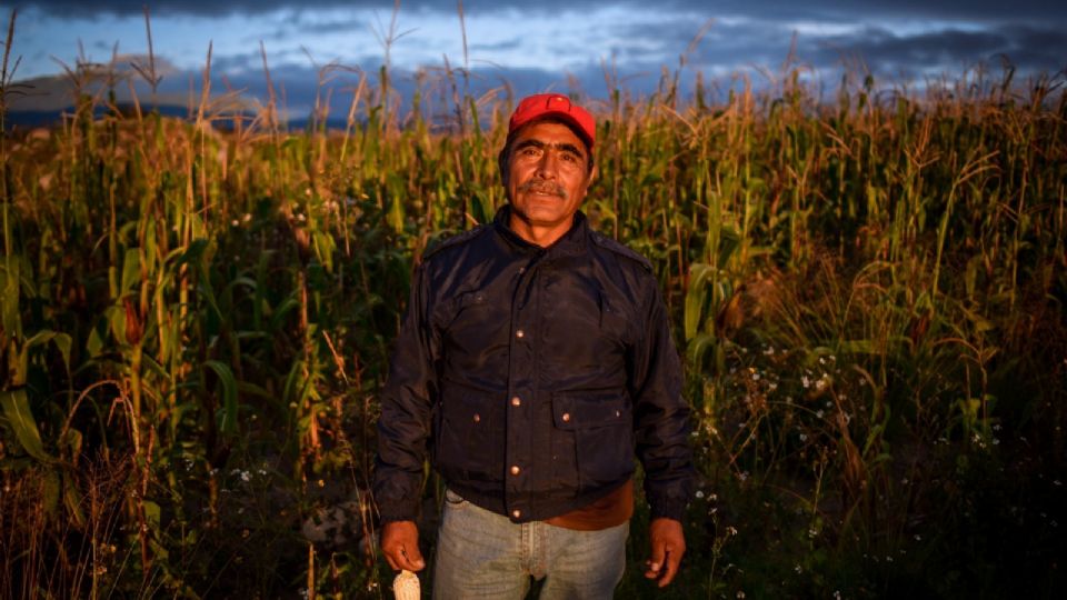 Sin maíz transgénico, necesario impulsar el campo mexicano: investigadores de Chapingo