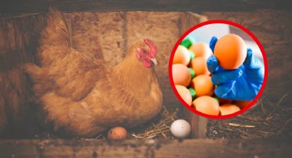 Precio de huevo bajará hasta en 2 años; mataron millones de gallinas