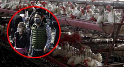 Gripe aviar H5N1: ¿la próxima pandemia entre humanos? Esto dice la OMS