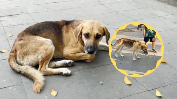 Conoce a "Parque", lomito callejero que es mascota oficial de Actopan