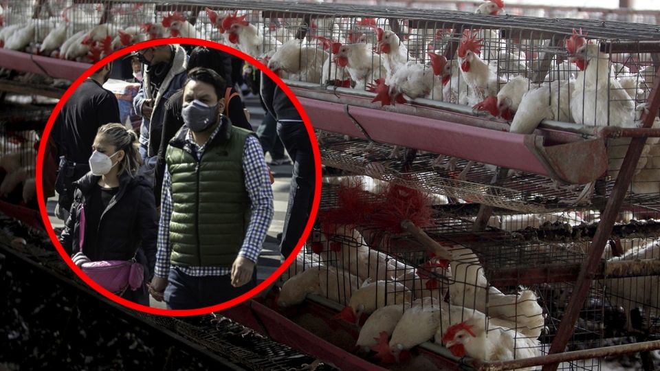 La gripe aviar por el virus H5N1 se está extendiendo entre animales y, aunque es complicado que se produzca un salto de la enfermedad a los humanos, ya existen algunos casos en mamíferos.