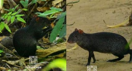 ¡No es un ratón! Zerete: el animal único del sur de Veracruz