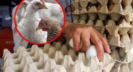 En tan sólo un mes, gripe aviar dispara precio del huevo