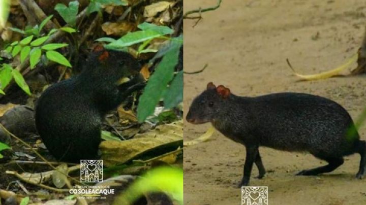 ¡No es un ratón! Zerete: el animal único del sur de Veracruz