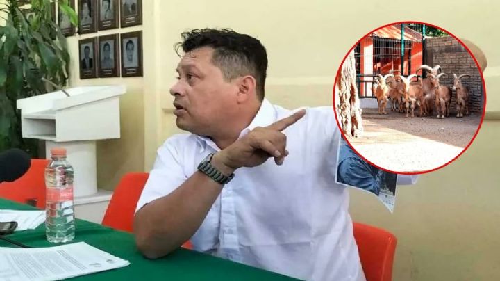 Fueron chivos comunes, no cabras pigmeas: Ex director de zoológico