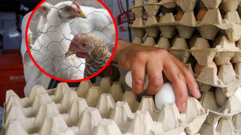 Se indicó que si bien la suspensión de la exportación del huevo a los Estados Unidos ha permitido cubrir la demanda del mercado local no se ha podido bajar el precio.