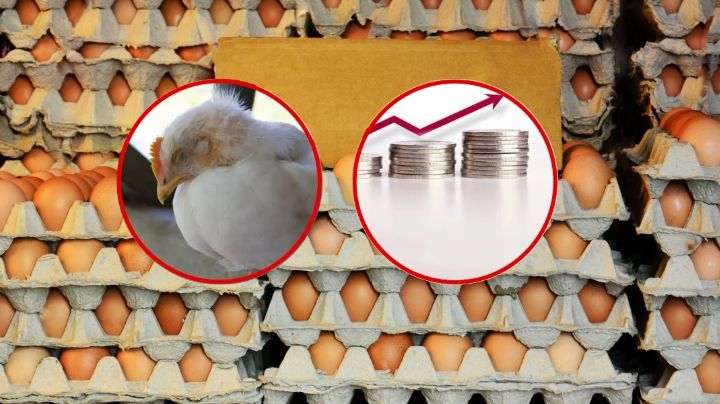 Entre infección aviar e inflación estadounidenses prefieren comprar huevo en México