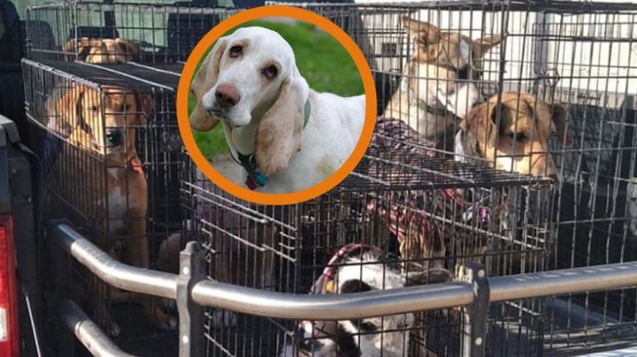 Arman feria para adoptar perritos en Torreón… no se llevan a ninguno