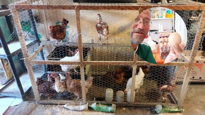 Granja casera: ¿Cómo producir huevos en casa para comer y vender?