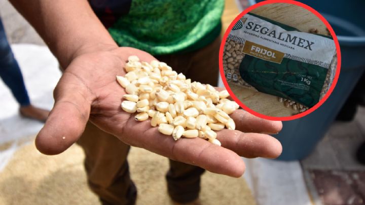 ASF encuentra "boquete" de 2,300 millones en Segalmex